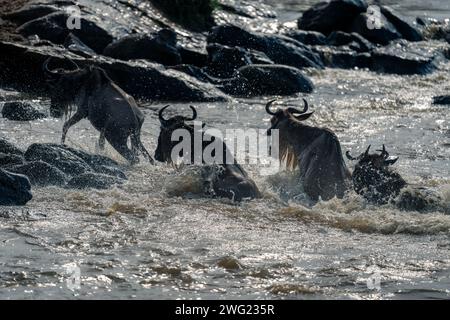 Four blue wildebeest splash through rocky river Stock Photo