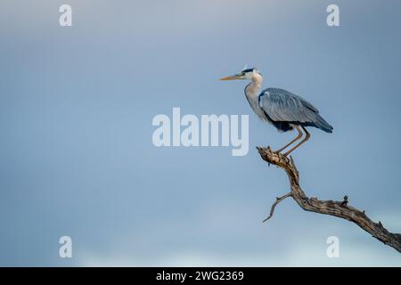 Grey heron crouching on branch against clouds Stock Photo