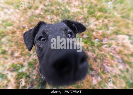 A close up of a dog with his nose distorted because of the wide angle. Stock Photo