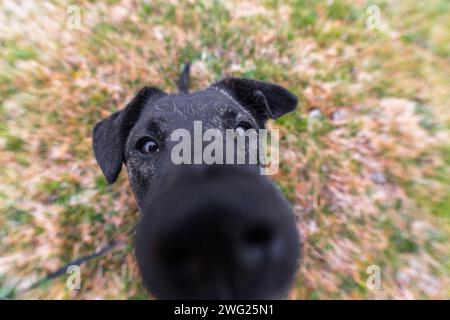 A close up of a dog with his nose distorted because of the wide angle. Stock Photo