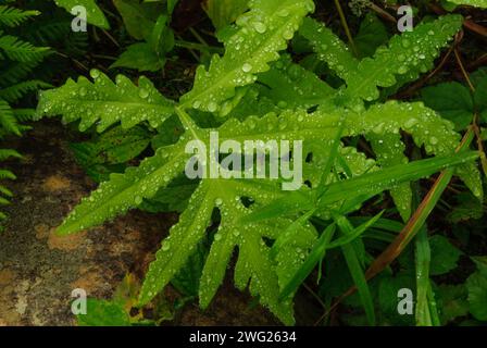 Sensitive Fern, Onoclea sensibilis, growing in the West Canada Lake Wilderness Area in the Adirondack Mountains Of New York State Stock Photo