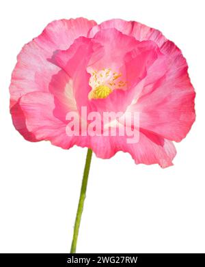 Isolated Papaver nudicaule (Iceland Poppy) on white background. There are many Mughal gardens in Srinagar,  Jammu and Kashmir state, India. Stock Photo