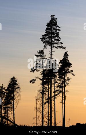 Tree silhouettes and clouds at dusk. Shot in Sweden, Scandinavia. Inspiration nature shot or generic background for presentation Stock Photo