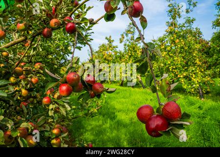 Apple Harvesting, Thatchers  Orchard, Thatchers Cider Stock Photo