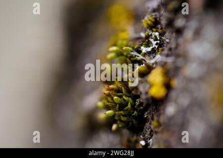 Textured lichen growing on bark of cherry tree covered with lichen and moss. Stock Photo