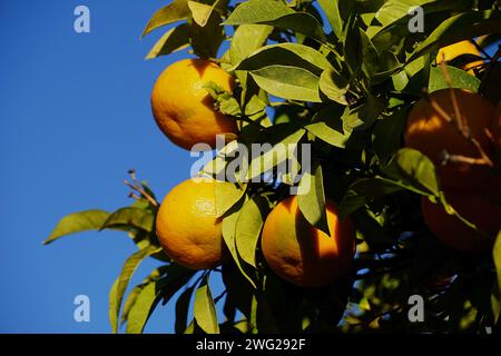 Bitter oranges, or Citrus aurantium, fruit on a tree Stock Photo