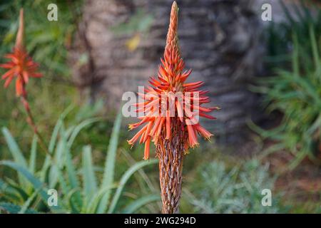 Aloe vera plants and orange flowers in a garden in Glyfada, Attica, Greece Stock Photo