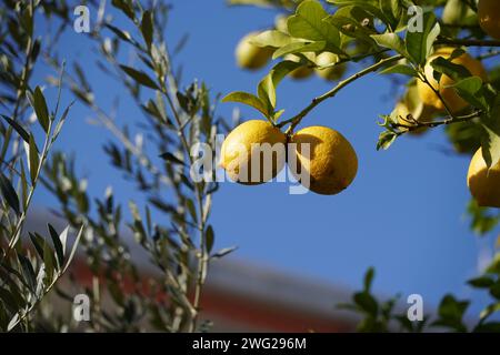 Ripe lemons hanging from a tree in the winter, in Athens, Greece Stock Photo