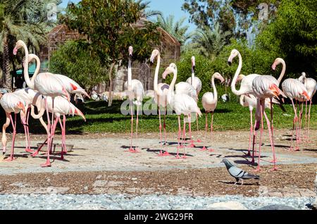 Flamingos at Al Areen Wildlife park, Bahrain Stock Photo