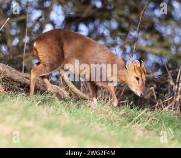 A Muntjac buck (Muntiacus reevesi) in the Cotswold Hills Gloucestershire UK Stock Photo