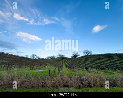 An expansive, lush green field bordered by a thriving forest of trees and foliage Stock Photo