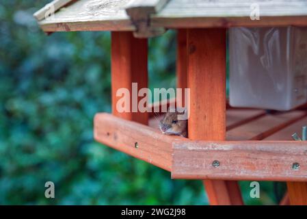 house mouse watching out of a birdhouse Stock Photo