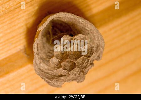 a wasp builds a small nest in which eggs lie Stock Photo