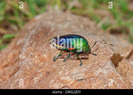 a colorful green blue jewel beetle on a stone in the sunlight Stock Photo