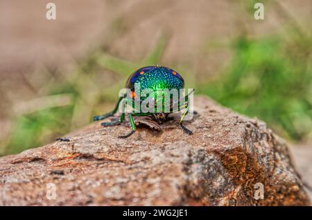 a colorful green blue jewel beetle on a stone in the sunlight Stock Photo
