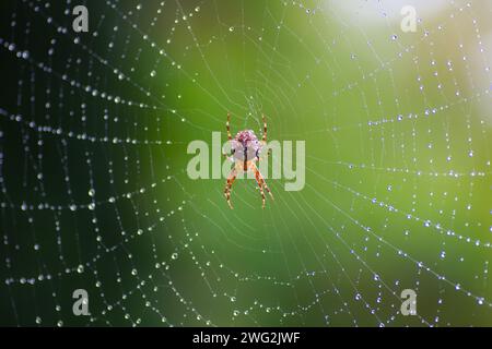 cross spider seen from above in the center of a web with dew drops and green background Stock Photo