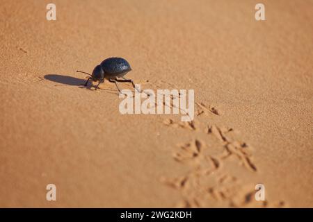 side view of a crawling black hologram beetle in desert sahara at bright sunlight making footprints Stock Photo