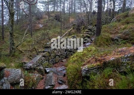 Mossy stone wall in a forest on Askøy, near Bergen, Norway Stock Photo