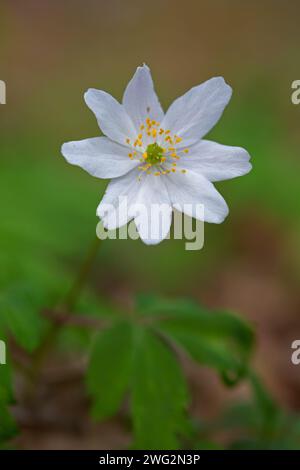Wood anemone (Anemone nemorosa) white flower blooming in spring forest Stock Photo