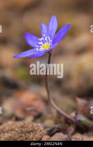 Common Hepatica / liverwort / kidneywort / pennywort (Anemone hepatica / Hepatica nobilis) in flower in spring Stock Photo