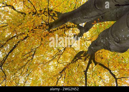 Canopy of European beech / common beech (Fagus sylvatica) tree showing brown and yellow leaves in autumn colours / fall colors Stock Photo