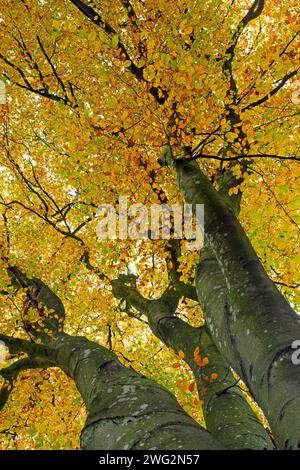 Canopy of European beech / common beech (Fagus sylvatica) tree showing brown and yellow leaves in autumn colours / fall colors Stock Photo