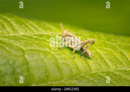 Small grasshopper resting on a green leaf with blurred background and copy space Stock Photo