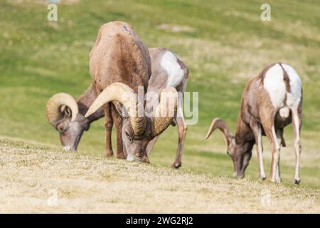 Bighorn sheep grazing on a sloped mountainside Stock Photo - Alamy