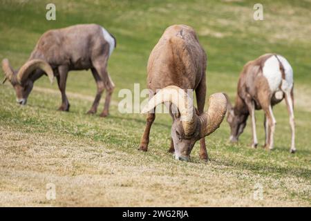 Bighorn sheep grazing on a sloped mountainside Stock Photo - Alamy