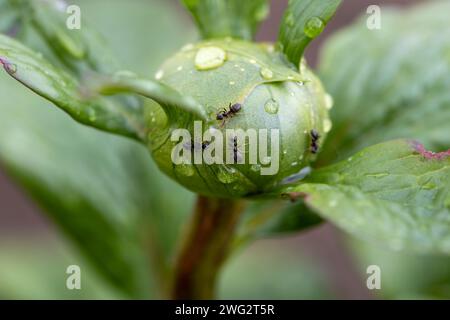 Ants on peony buds in the spring garden Stock Photo