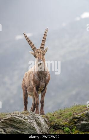 Standing male alpine ibex (Capra ibex) on a misty day in spingtime, Wild mountain goat posing on rocks in its typical alpine habitat, Alps, Italy. Stock Photo