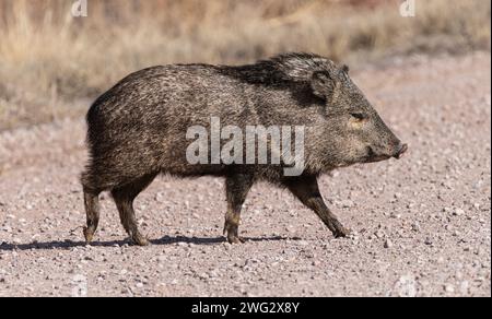 A collared peccary (or javelina, Dicotyles tajacu) at Bosque del Apache National Wildlife Refuge in New Mexico. Stock Photo