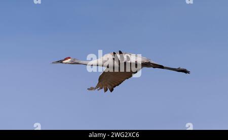 A sandhill crane (Antigone canadensis) flies over Bosque del Apache National Wildlife Refuge in New Mexico. Stock Photo