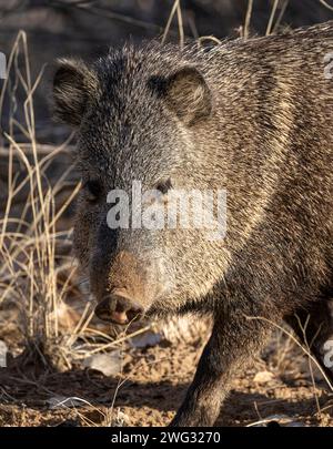 A collared peccary (or javelina, Dicotyles tajacu) at Bosque del Apache National Wildlife Refuge in New Mexico. Stock Photo