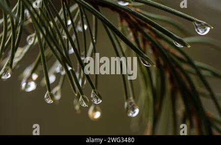 Water drops on pine needles in the Gila Wilderness in New Mexico. Stock Photo
