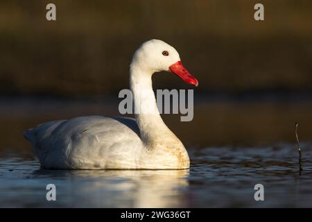 Coscoroba swan swimming in a lagoon , La Pampa Province, Patagonia, Argentina. Stock Photo