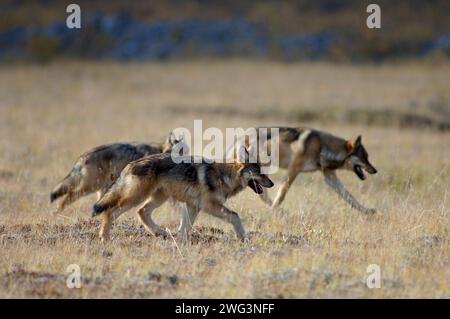 gray wolf, Canis lupus, pups walking on the fall tundra of Denali National Park, interior of Alaska Stock Photo