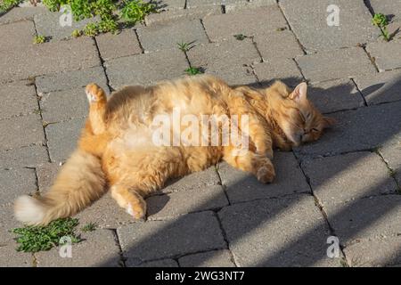 The cat sunbathes, raising his leg and exposing his stomach to the sun's rays Stock Photo