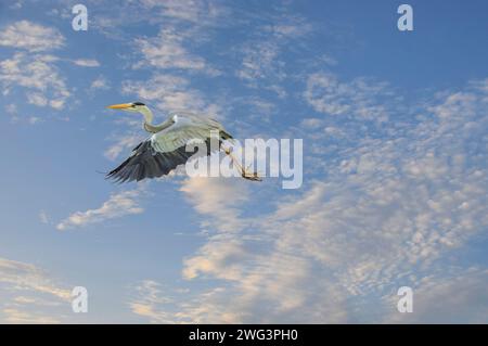 Flying grey heron with clouds and blue sky background. Stock Photo