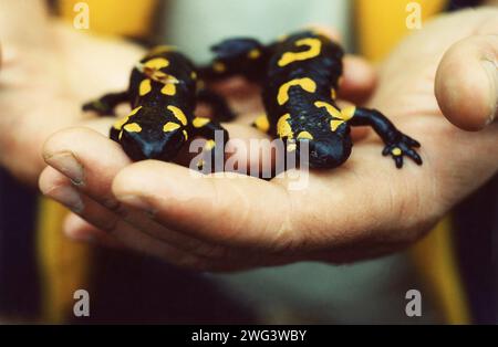 Person holding two Fire salamanders (Salamandra salamandra) in Romania, approx. 2000 Stock Photo