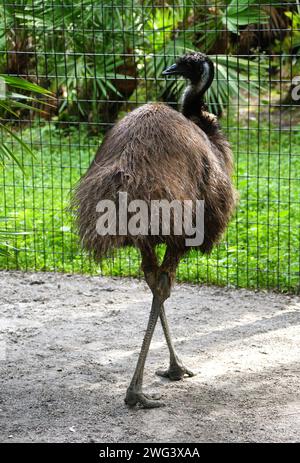 The back side of an adult Emu crossing its legs Stock Photo
