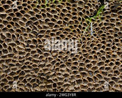 Honeycomb worm reef Stock Photo