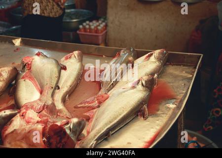 Pangas catfish or Pangasius pangasius sold in the traditional local Samaki Market in Kampot, Cambodia Stock Photo