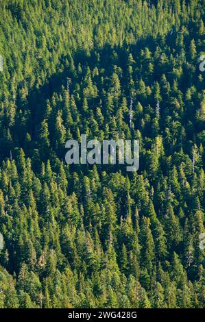 Battle Creek forest from Battle Ax summit, Bull of the Woods Wilderness, Mt Hood National Forest, Oregon Stock Photo