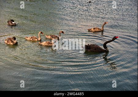 Flock of black swans swimming in a lake Stock Photo