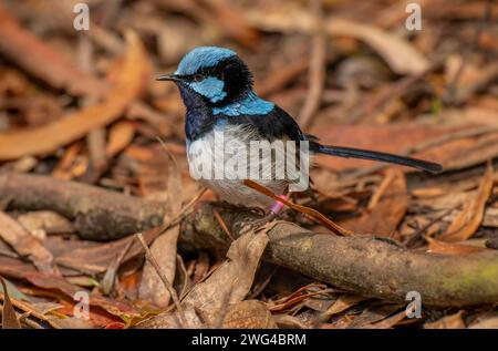 Superb fairywren, Malurus cyaneus, feeding among  leaves on the ground. Stock Photo