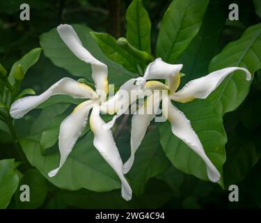 Closeup view of tabernaemontana africana or Samoan gardenia white star shaped flowers outdoors on natural background Stock Photo