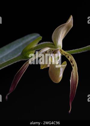 Closeup view of fresh yellow, green, purple and brown flower of lady slipper orchid species paphiopedilum parishii isolated on black background Stock Photo