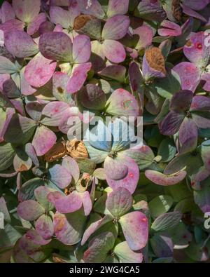 Detail closeup view of beautiful wilting hydrangea macrophylla blue and pink flowers in natural outdoor setting Stock Photo