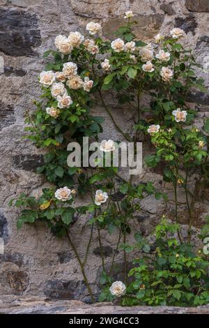 Beautiful climbing rose tree with creamy peach flowers blooming on ancient stone wall Stock Photo